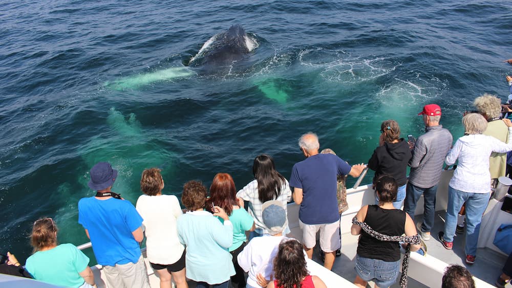 Guests watching a humpback whale beside their tour boat